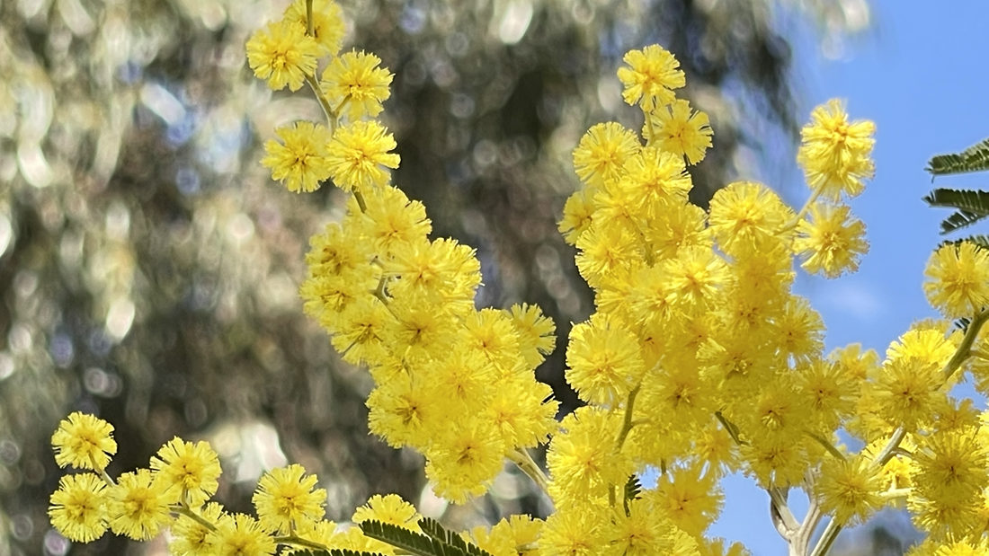 金光燦燦的金合花。