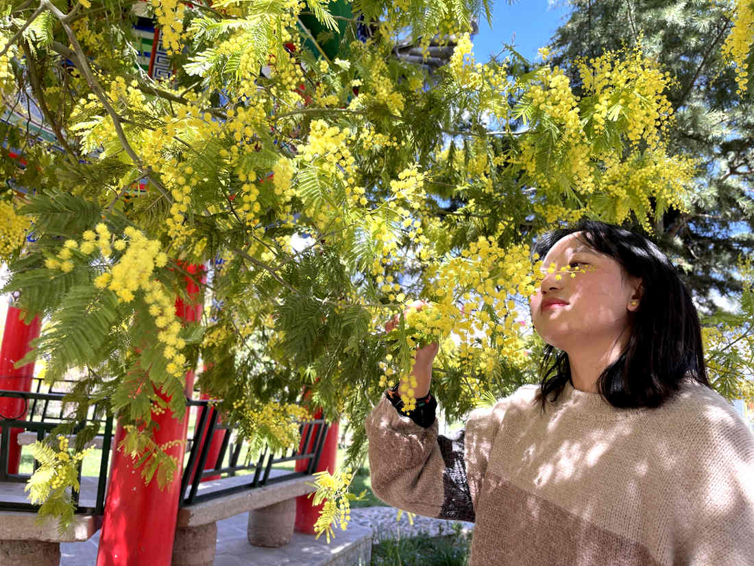 游客仔細(xì)觀賞黃絨絨的金合歡花。