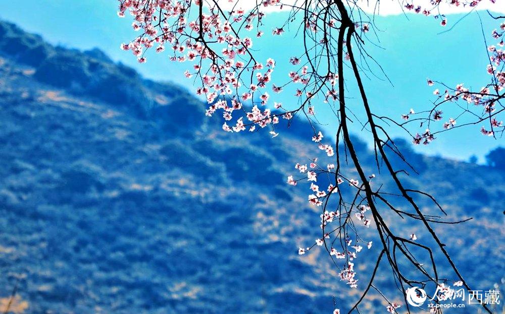 清麗的桃花。人民網(wǎng) 李海霞攝