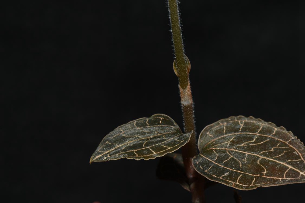 墨脫金線(xiàn)蘭。金效華攝