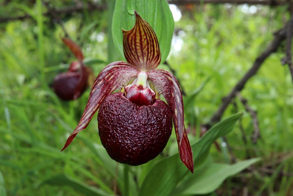 波密灼蘭。王翰臣攝