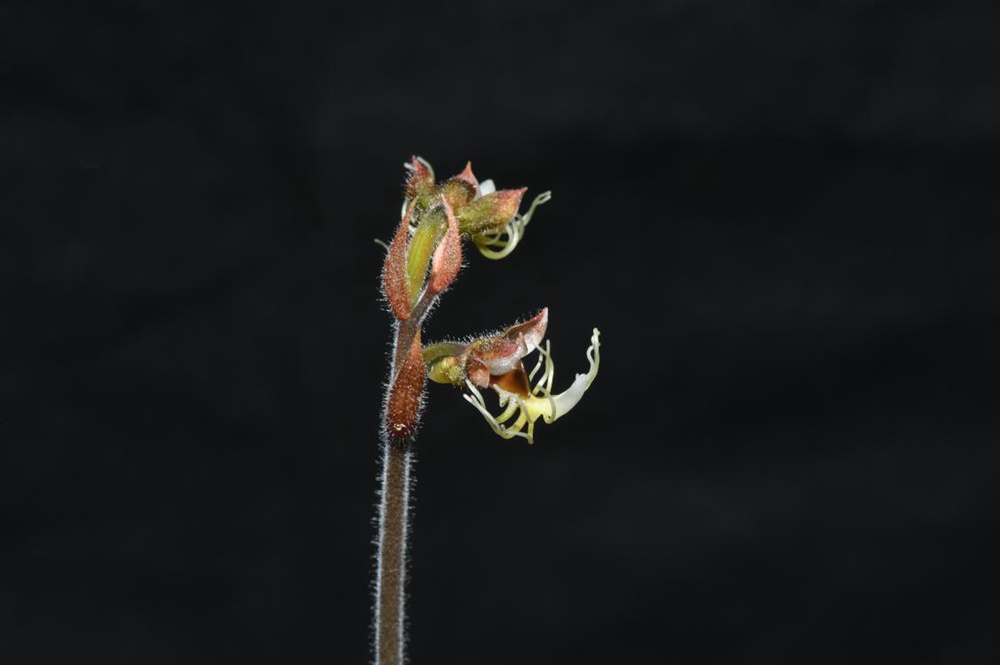 墨脫金線(xiàn)蘭。金效華攝