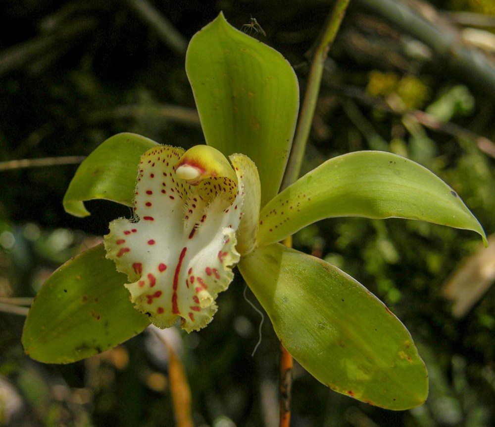 虎頭蘭。金效華攝