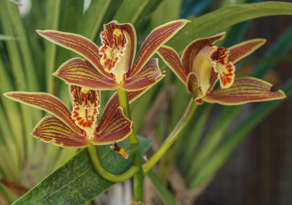 黃嬋蘭。李劍武攝