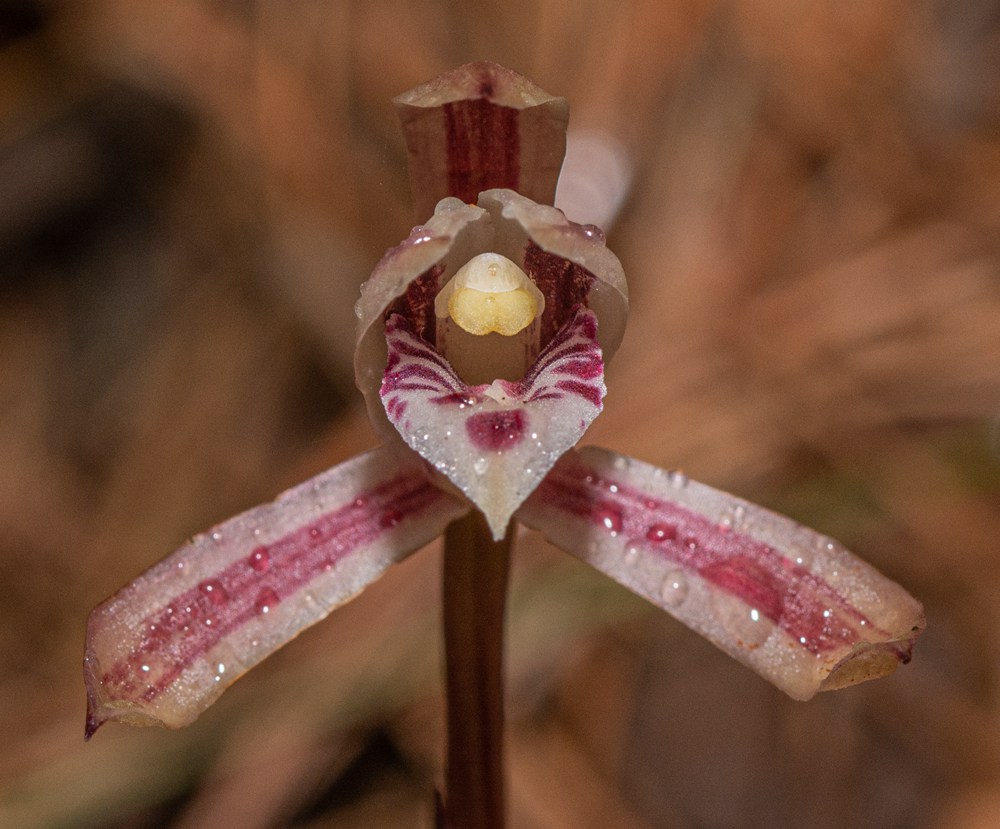 大根蘭。葉超攝