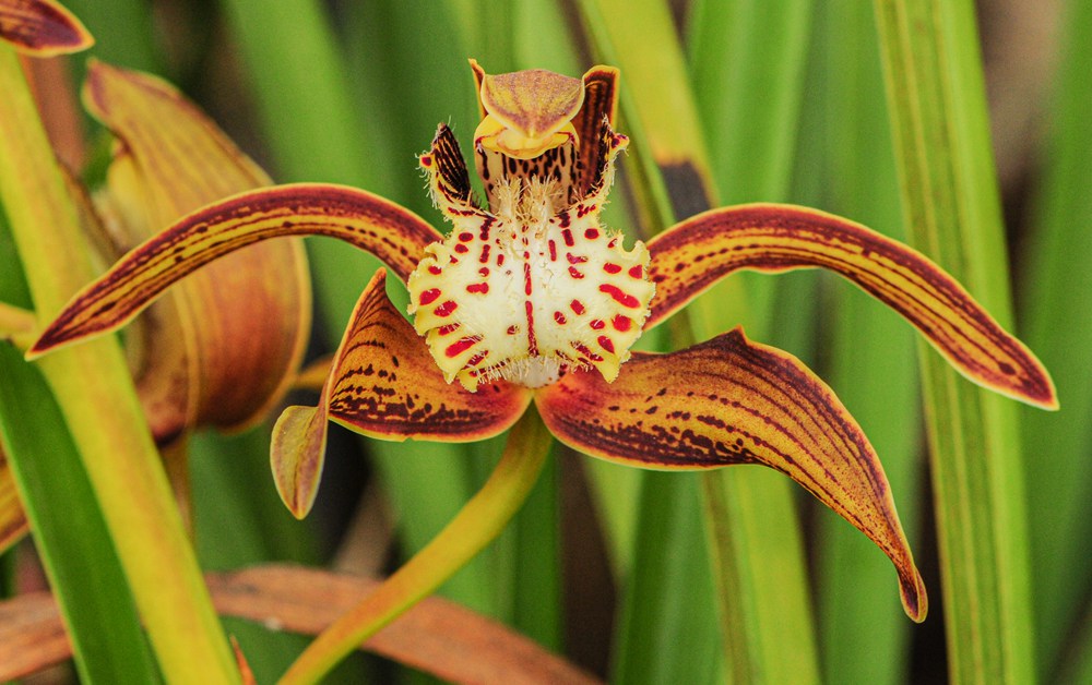 西藏虎頭蘭。李劍武攝