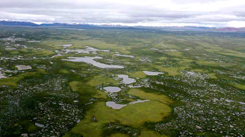 麥地卡濕地。