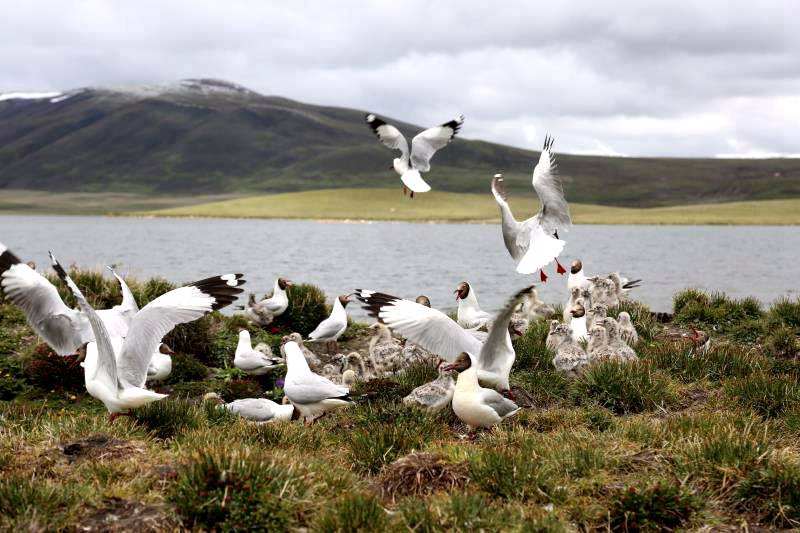 棲息的候鳥。