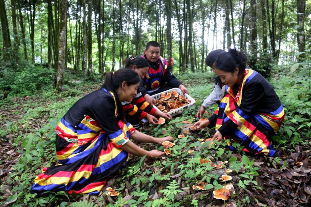 身著民族服的村民正在采摘靈芝。次仁央宗攝