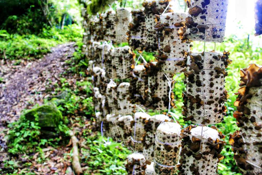 生長中的木耳。次仁央宗攝