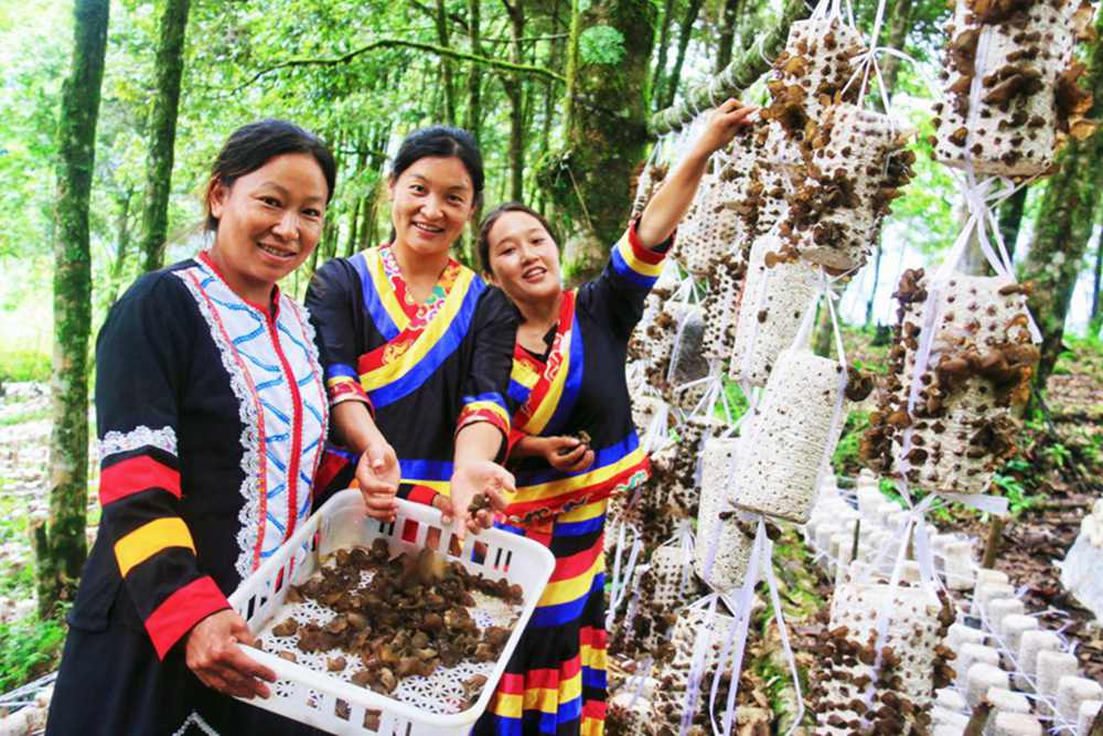 木耳產(chǎn)量頗豐。次仁央宗攝