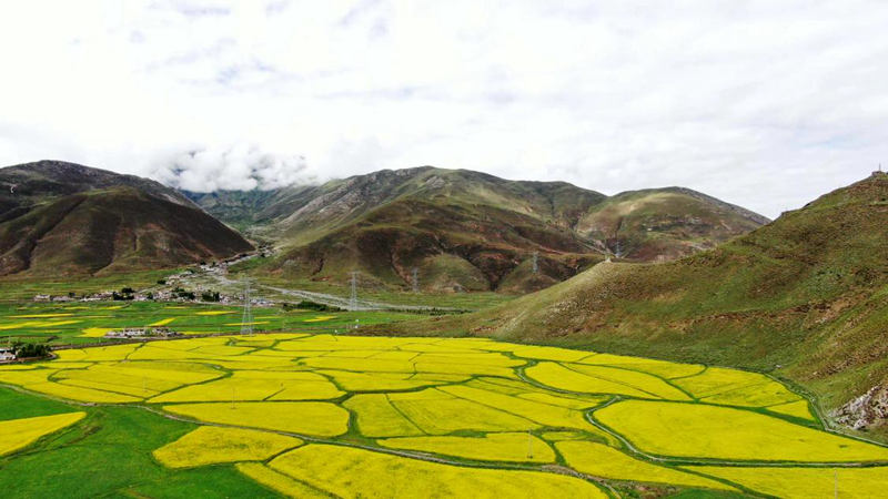 金燦燦的油菜花。洛克攝