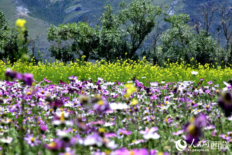 油菜花與格?；ㄏ嘤吵扇?。人民網(wǎng) 李海霞攝