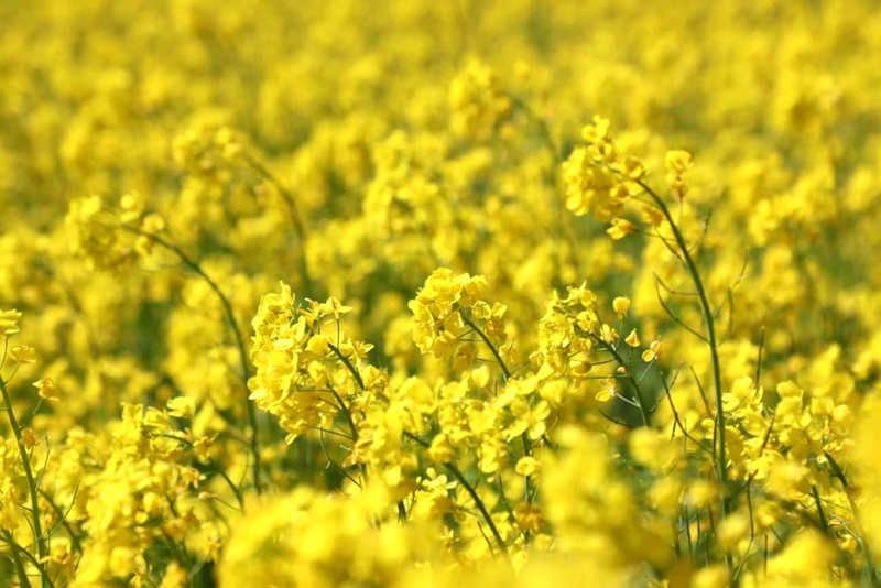 油菜花盛開(kāi)。洛克攝