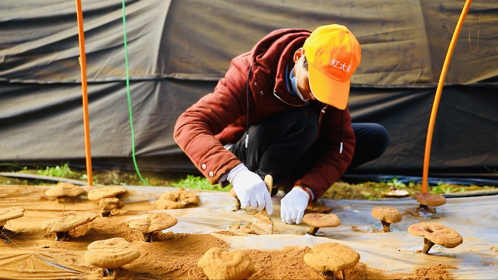 采收靈芝孢子粉。