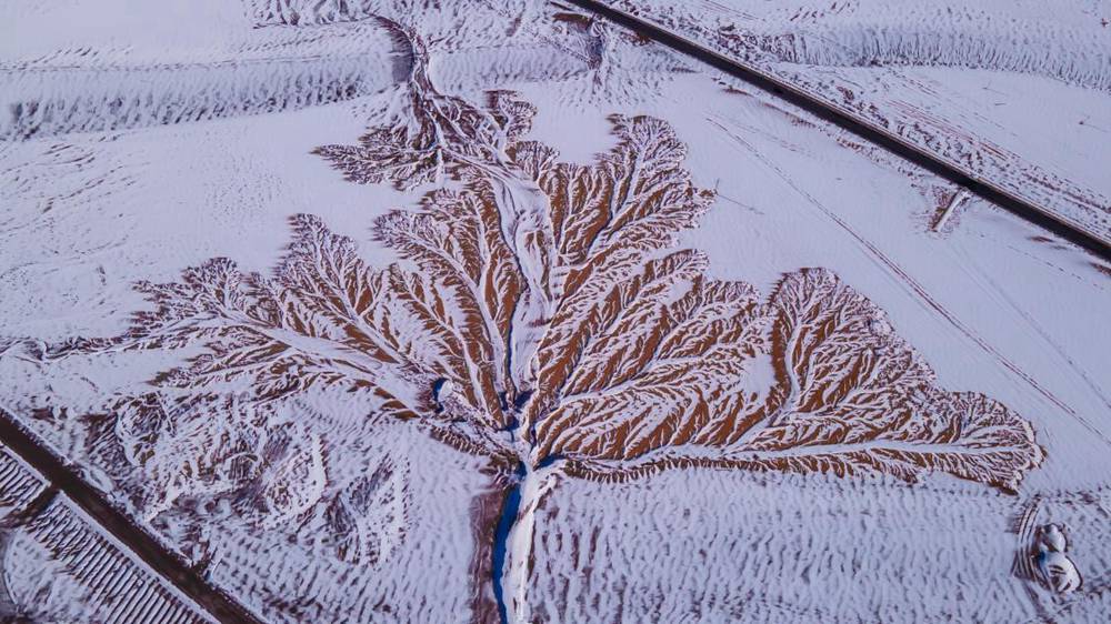 雪中“大樹”。邊巴多吉攝