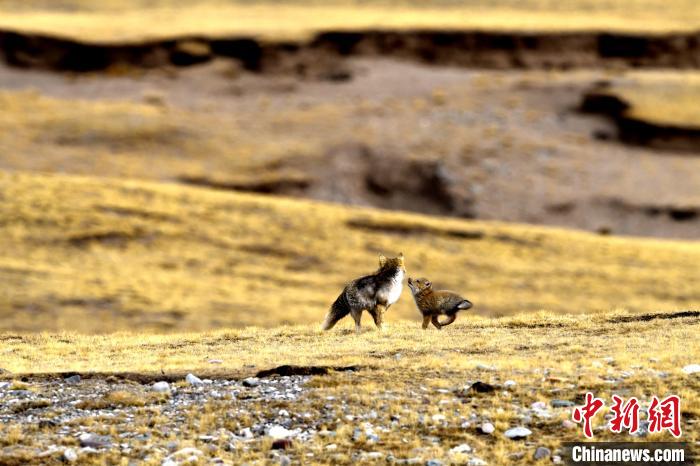 來(lái)自媽媽的愛(ài)！高原藏狐母子嬉戲畫(huà)面暖人心