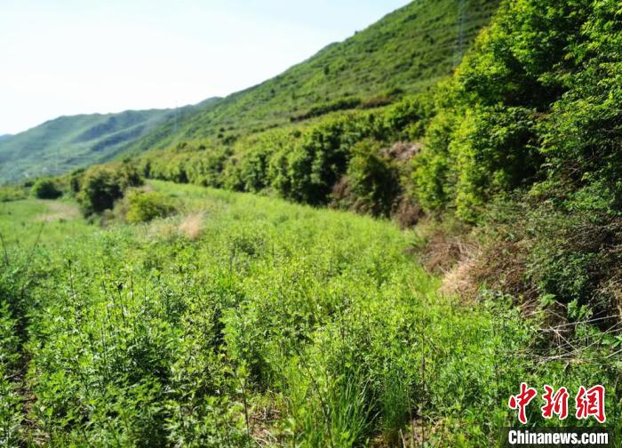 甘南藏區(qū)產(chǎn)業(yè)扶貧“兩全其美”:大山增顏值農(nóng)戶提收入