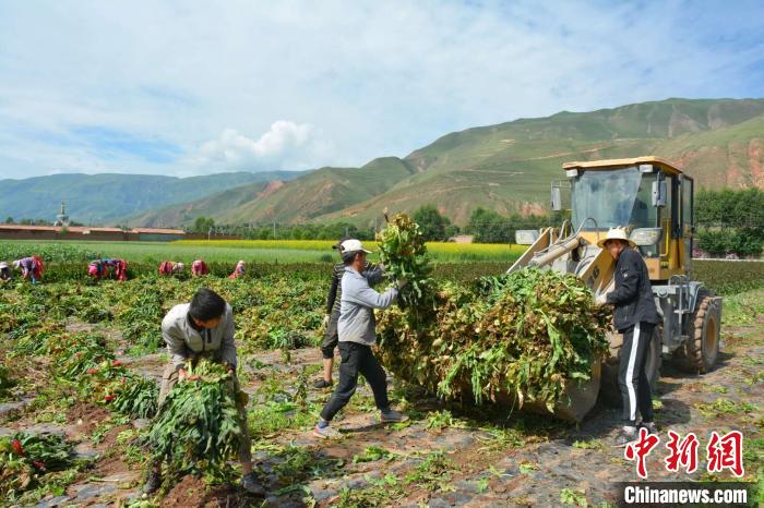 青海貴德：蔬菜產業(yè)敲開百姓幸福生活的大門