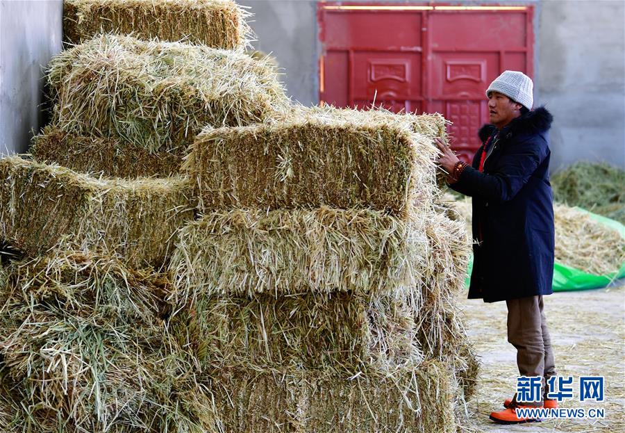 (圖文互動(dòng))(1)備足糧草好過冬——青海稱多縣采訪見聞