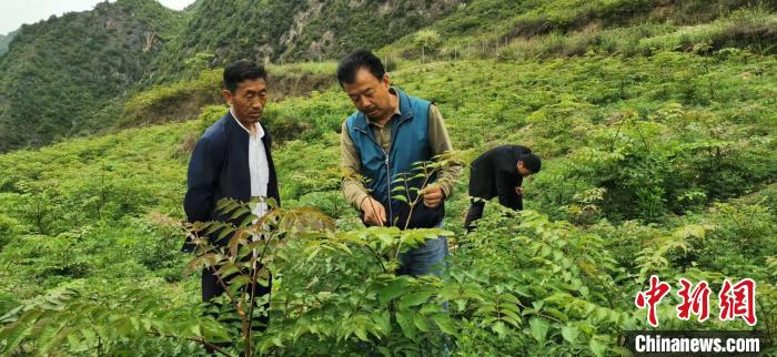 圖為張金利調(diào)研適合阿拉村種植的農(nóng)作物，經(jīng)過不斷改良技術(shù)后，產(chǎn)量大大提高。(資料圖)甘肅省水利廳供圖