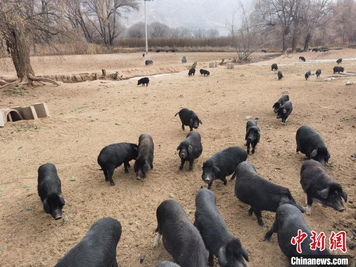 圖為藏香豬?！∑钤鲚?攝