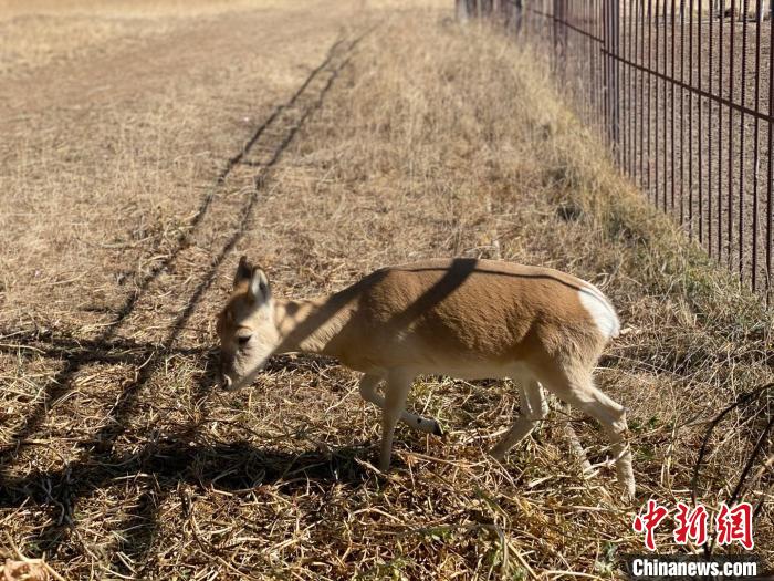 圖為普氏原羚?！±罱瓕?攝