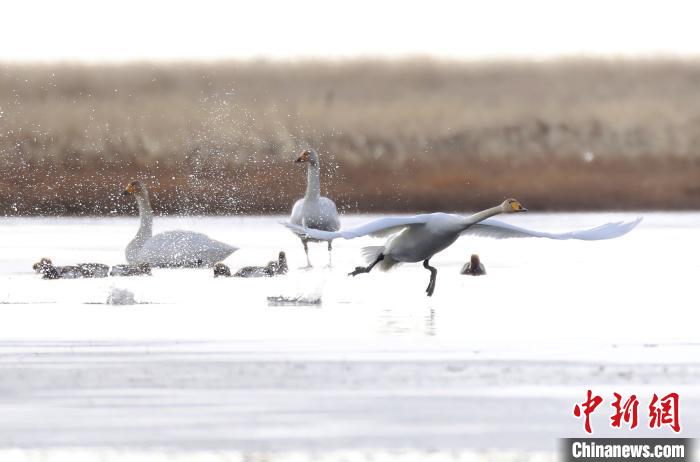 四川省阿壩州若爾蓋縣麥溪鄉(xiāng)的大天鵝?！“苍?攝
