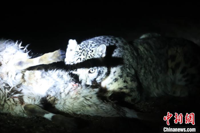 長江源、瀾滄江源啟動(dòng)旗艦物種雪豹及棲息地保護(hù)項(xiàng)目