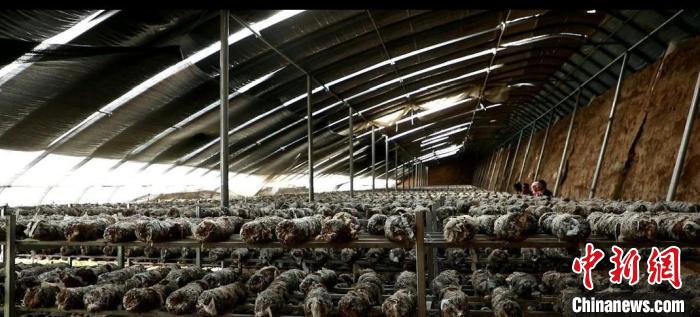 甘肅天祝特色產業(yè)群引農戶“人盡其才”“一戶一策”興鄉(xiāng)村