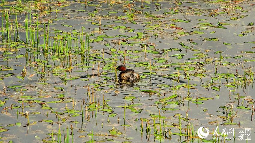 納帕海濕地內遷徙停留的鳥。呂昊辰攝