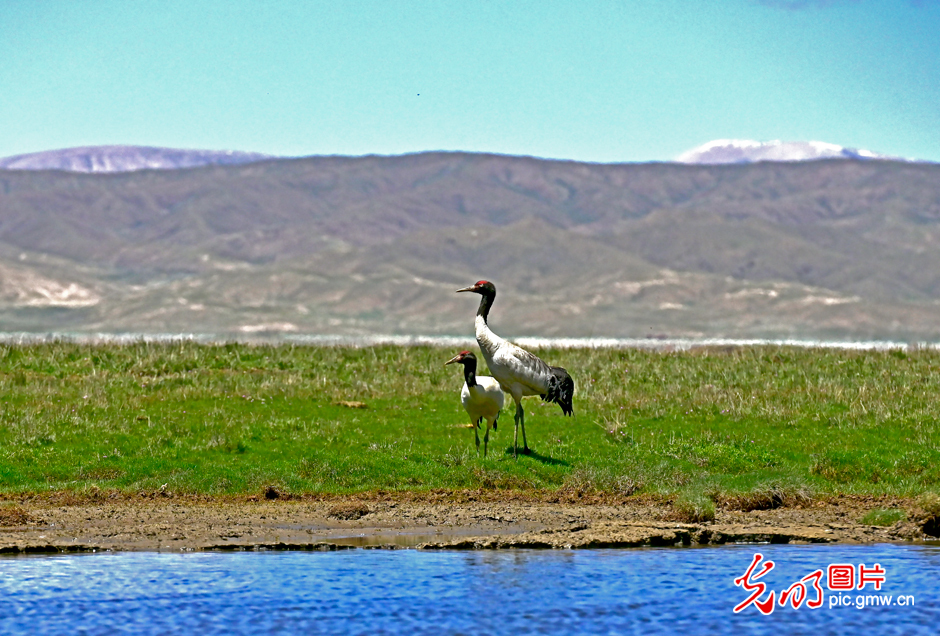三江源國(guó)家公園正式設(shè)立，這是青海生態(tài)文明建設(shè)的新答卷