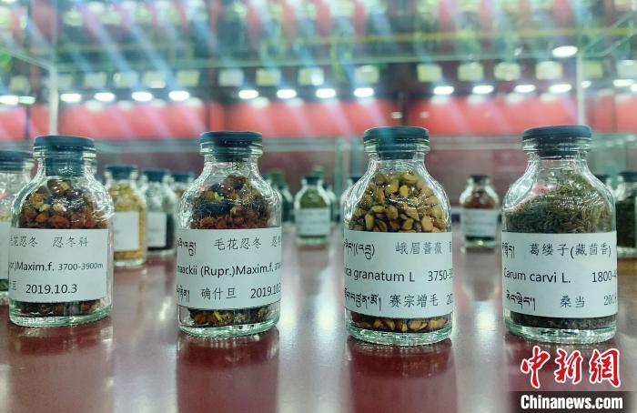 圖為海拔3500米以上珍貴草藥種子?！●R銘言 攝