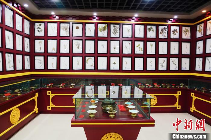 圖為藏藥臘葉標本?！●R銘言 攝