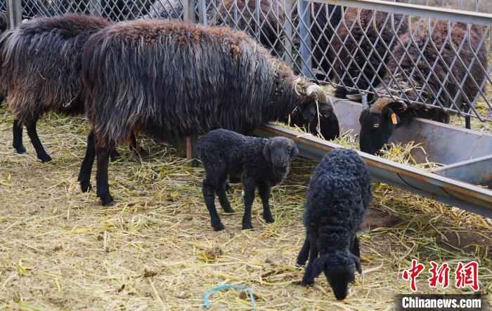 圖為黑藏羊及小羊羔正在吃草?！●R銘言 攝