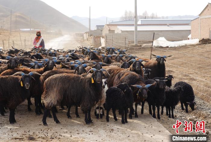 圖為牧民家的黑藏羊。　馬銘言 攝