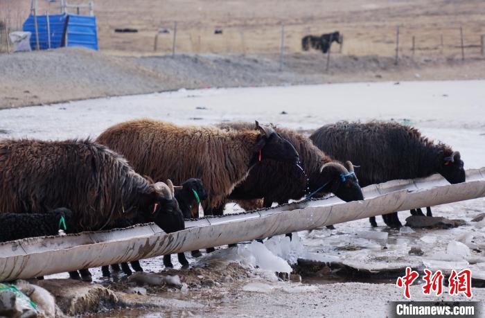 圖為黑藏羊正在喝水?！●R銘言 攝