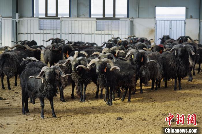 圖為黑藏羊?！●R銘言 攝