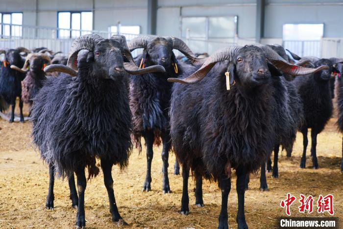 圖為黑藏羊?！●R銘言 攝