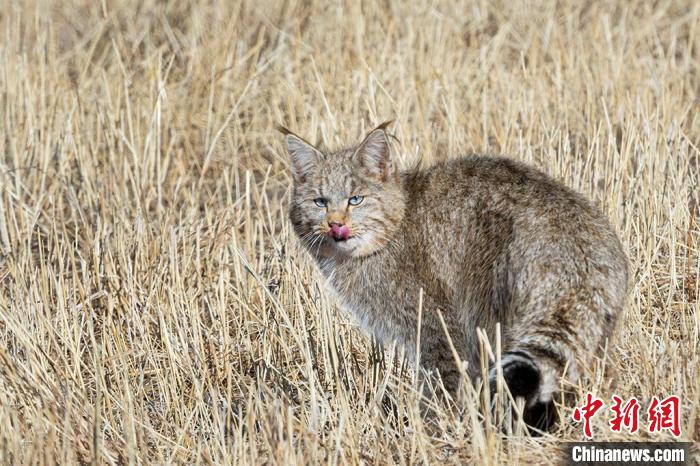 圖為拍攝到的荒漠貓?！O春生 攝