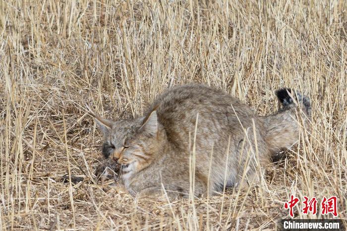 圖為拍攝到的荒漠貓?！≡S明遠(yuǎn) 攝