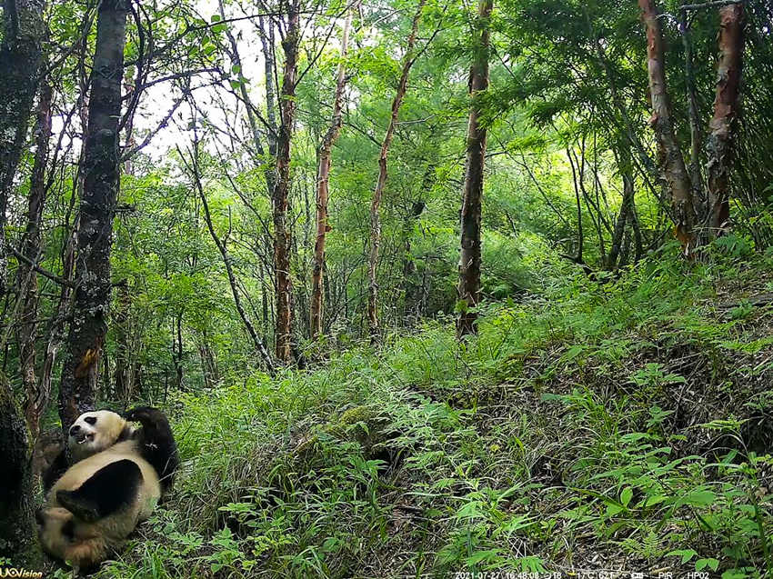 紅外相機拍攝到的野生大熊貓。平武縣融媒體中心供圖