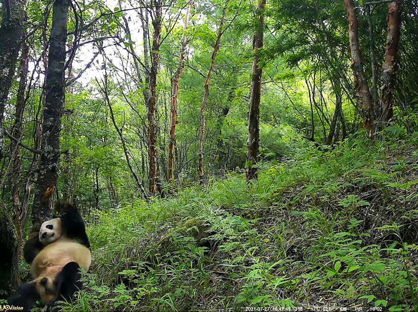 紅外相機拍攝到的野生大熊貓。平武縣融媒體中心供圖