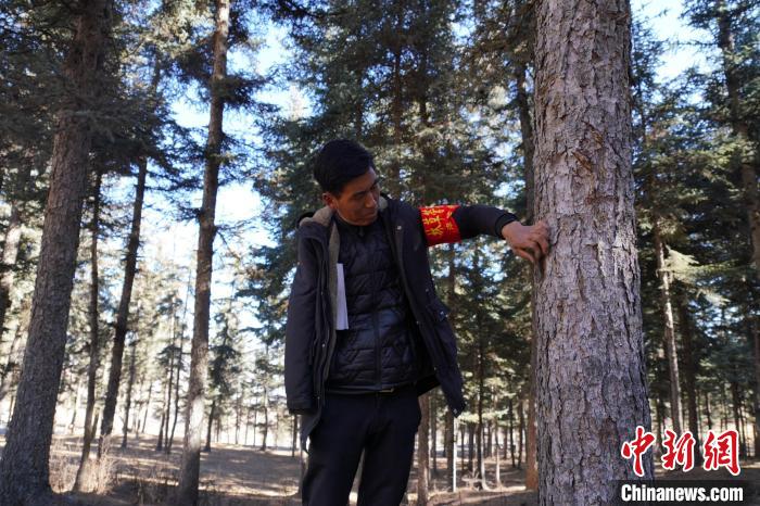 圖為桑杰加檢查林場樹木是否有病蟲害?！●R銘言 攝