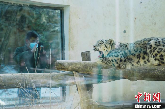 圖為雪豹“奶爸”史壽軍正在直播?！●R銘言 攝