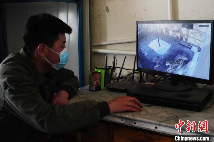 圖為雪豹“奶爸”史壽軍通過監(jiān)控察看雪豹情況。　馬銘言 攝