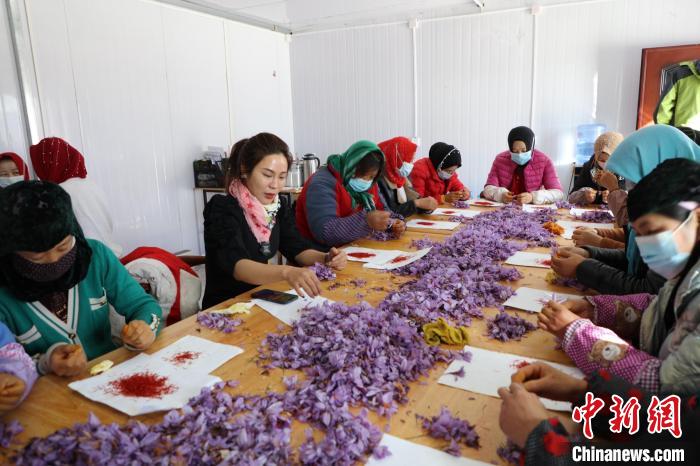 中國高原最大藏紅花種植基地落戶柴達(dá)木盆地