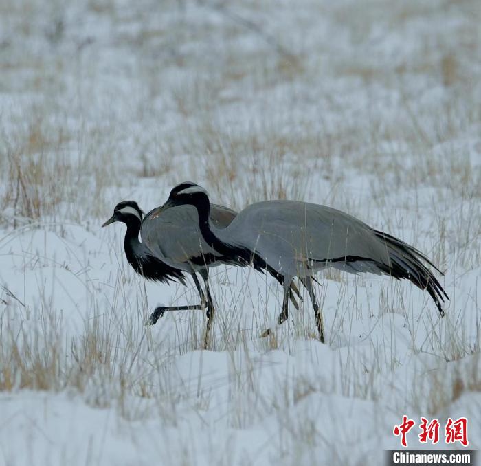 在若爾蓋濕地的蓑羽鶴。　尚東機(jī) 攝