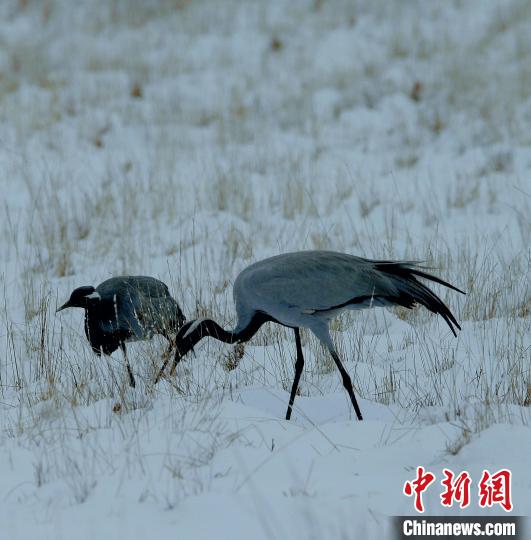 在若爾蓋濕地的蓑羽鶴?！∪魏吻?攝