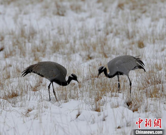 在若爾蓋濕地的蓑羽鶴。　任何清 攝